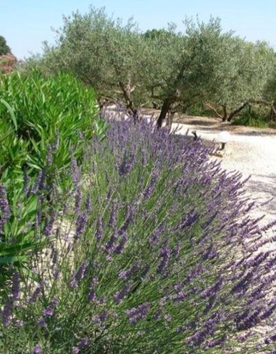 Un Gite En Provence - Les Jardins De Fontanille Saint-Rémy-de-Provence Zewnętrze zdjęcie