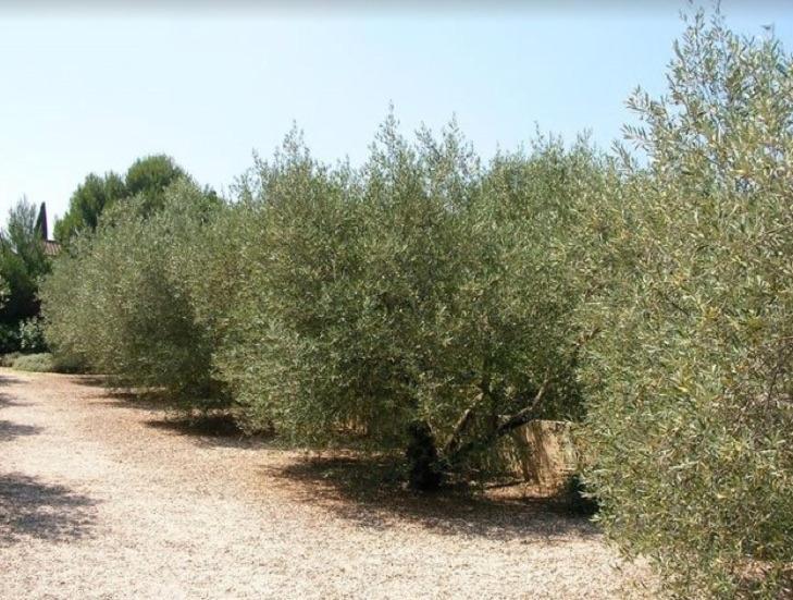 Un Gite En Provence - Les Jardins De Fontanille Saint-Rémy-de-Provence Zewnętrze zdjęcie